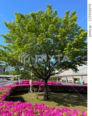 葉桜の新緑とツツジが鮮やかな5月の朝 葉桜の新緑とツツジが鮮やかな5月の朝 125958979