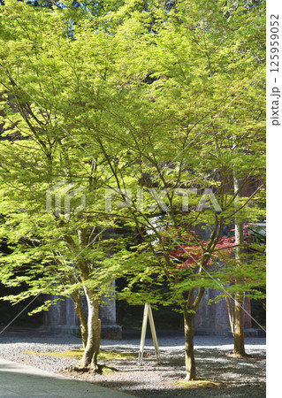 南禅寺の青紅葉 125959052