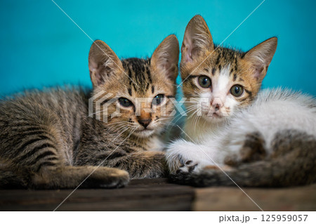 Tabby kitten with large curious eyes lying on a concrete step, facing forward Tabby kitten with large curious eyes lying on a concrete step, facing forward 125959057