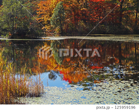 裏磐梯、レンゲ沼の秋。沼の水面に写る紅葉が印象的で綺麗だ。 125959196