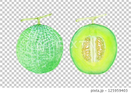 メロン　果物 断面　水彩 イラスト 125959403