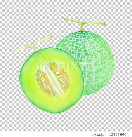 メロン　果物 断面　水彩 イラスト 125959404