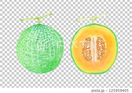 赤肉メロン　果物 断面　水彩 イラスト 125959405