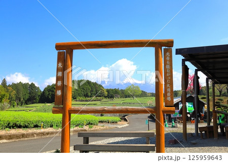 富士山と茶畑/静岡県富士市 大淵笹場 富士山と茶畑/静岡県富士市 大淵笹場 125959643