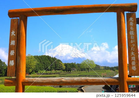 富士山と茶畑/静岡県富士市 大淵笹場 富士山と茶畑/静岡県富士市 大淵笹場 125959644