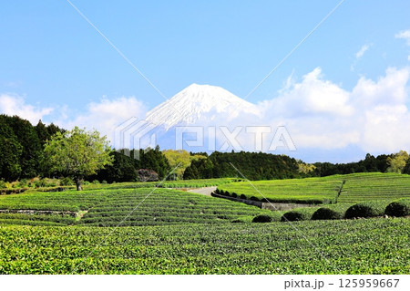 富士山と茶畑/静岡県富士市 大淵笹場 富士山と茶畑/静岡県富士市 大淵笹場 125959667
