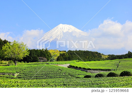 富士山と茶畑/静岡県富士市 大淵笹場 富士山と茶畑/静岡県富士市 大淵笹場 125959668