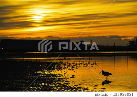 朝の船橋三番瀬海浜公園とミヤコドリ 125959851