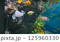 珊瑚礁を泳ぐ魚 125960330
