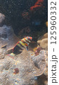 珊瑚礁を泳ぐ魚 125960332