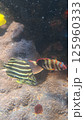 珊瑚礁を泳ぐ魚 125960333