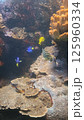 珊瑚に覆われた海中の魚 125960334