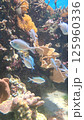 珊瑚礁を泳ぐ魚 125960336