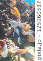 珊瑚礁を泳ぐ魚たち 125960337