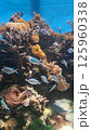 珊瑚礁を泳ぐ魚 125960338