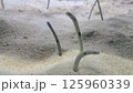 砂に擬態するチンアナゴ 125960339