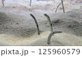 チンアナゴの中に潜むウツボ 125960579