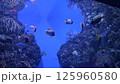 カラフルな魚たち 125960580