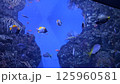 水槽の中を泳ぐ魚たち 125960581