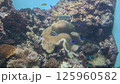 座間味島の様々なサンゴが広がる珊瑚礁とダイバー 125960582