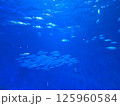 青い海と魚たち 125960584