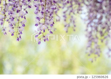 藤の花のある柔らかい風景 癒やしの空間 藤の花のある柔らかい風景 癒やしの空間 125960626