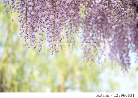 藤の花のある柔らかい風景 癒やしの空間 藤の花のある柔らかい風景 癒やしの空間 125960631