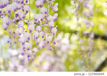 藤の花のある美しい風景 癒やしの空間 藤の花のある美しい風景 癒やしの空間 125960694