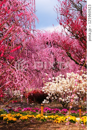 鈴鹿の森庭園のしだれ梅とメジロ 125960923