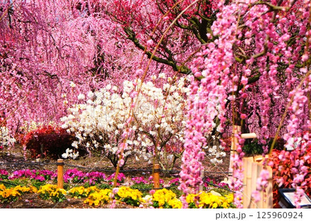 鈴鹿の森庭園のしだれ梅とメジロ 125960924