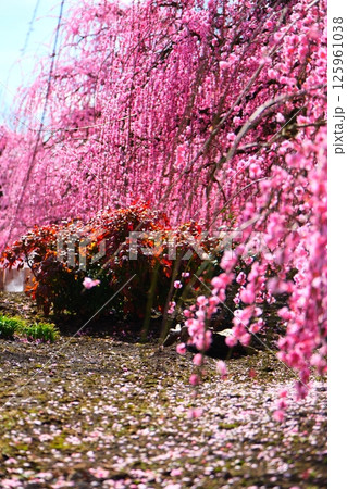 鈴鹿の森庭園のしだれ梅 125961038