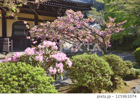 南禅寺の芍薬と八重桜と法堂 南禅寺の芍薬と八重桜と法堂 125961074