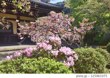 南禅寺の芍薬と八重桜と法堂 125961075
