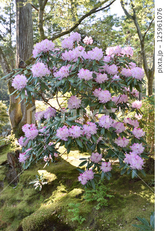 南禅寺の芍薬 125961076