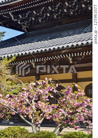 南禅寺の八重桜と法堂 125961077