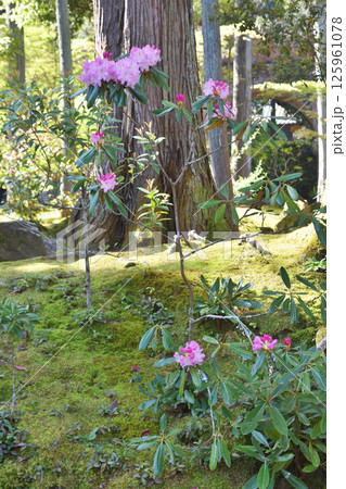 南禅寺の芍薬と法堂 125961078