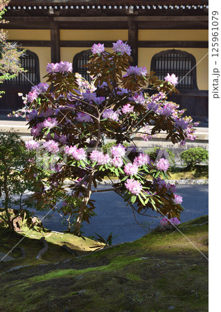 南禅寺の芍薬と法堂 125961079