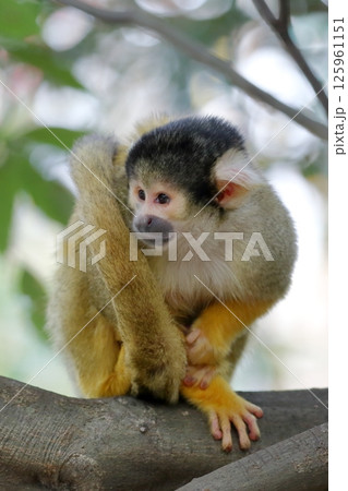 リスザル 木の上で見つめる姿 リスザル 木の上で見つめる姿 125961151