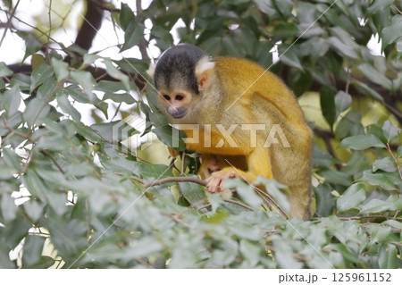 リスザル 木の上で見つめる姿 リスザル 木の上で見つめる姿 125961152
