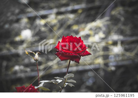 黒背景に浮かぶ赤いバラのクローズアップ 黒背景に浮かぶ赤いバラのクローズアップ 125961195