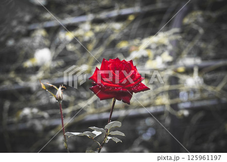 黒背景に浮かぶ赤いバラのクローズアップ 黒背景に浮かぶ赤いバラのクローズアップ 125961197