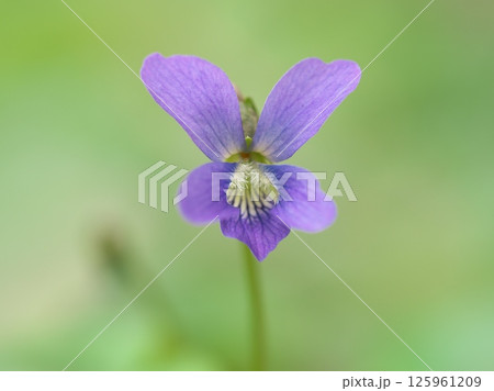 スミレの花のクローズアップ スミレの花のクローズアップ 125961209