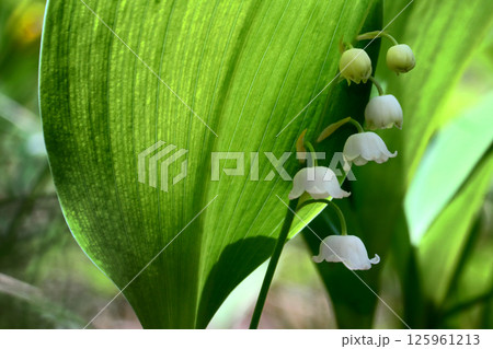 ロマンチック茨城（森の木漏れ日を浴びて小さな可愛らしい花を咲かせる。）笠間市、難台山のスズラン群生地 125961213