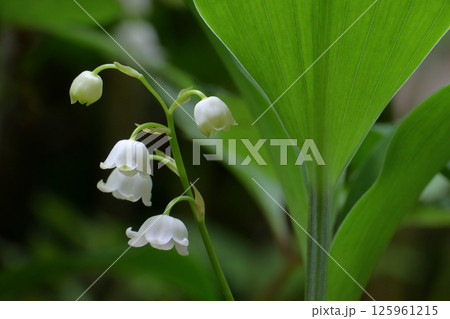 ロマンチック茨城(わずか1センチほどの小さな花を咲かせるスズランの花。)笠間市難台山のスズラン群生地 ロマンチック茨城(わずか1センチほどの小さな花を咲かせるスズランの花。)笠間市難台山のスズラン群生地 125961215