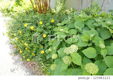街の道端に植えられたアジサイの花 125961221