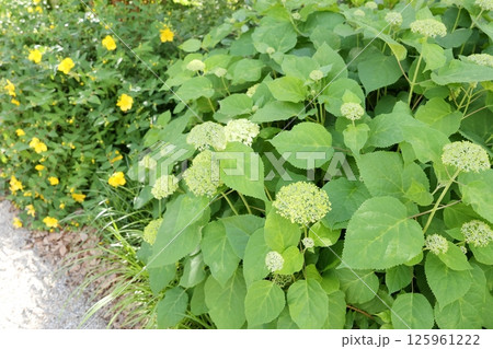 街の道端に植えられたアジサイの花 125961222