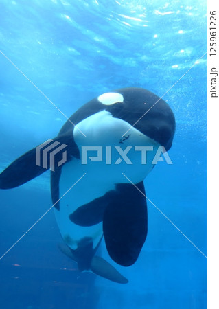 水槽で泳ぐシャチ（名古屋港水族館　愛知県 名古屋市） 125961226