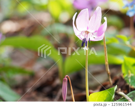 可愛らしいカタクリの花 125961544
