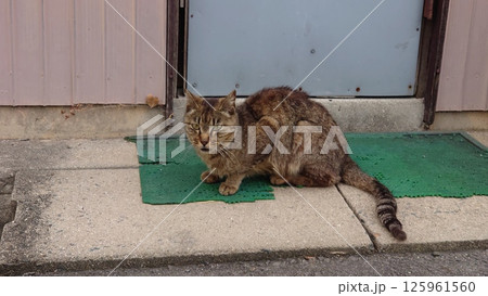 猫のいる風景 猫のいる風景 125961560