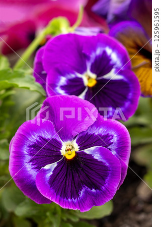 Vibrant purple pansies in a garden setting during springtime Vibrant purple pansies in a garden setting during springtime 125961595